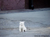 /album/cats/gato-jpg/