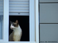 /album/cats/gatot-jpg/