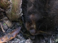 /album/cats/gatod-jpg/