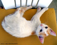 /album/cats/gatotd-jpg/