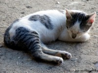 /album/cats/cat-jpg/