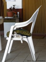 /album/cats/catt-jpg/