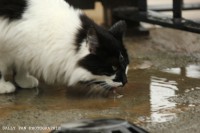 /album/cats/mascat-jpg/