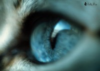 /album/cats/a457857-134757133325880-1349204162-o-jpg/