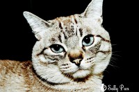 /album/cats/a471559-138140769654183-1333249002-o-jpg/