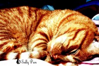 /album/cats/a458312-138140869654173-1055339777-o-jpg/