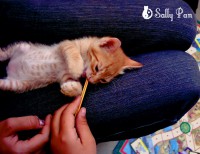 /album/cats/a461437-138145992986994-74382881-o-jpg/