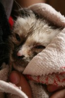 /album/cats/a415162-138147492986844-601388092-o-jpg/