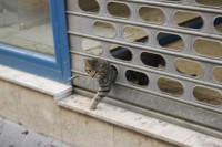 /album/cats/a740741-230411637093762-114381716-o-jpg/