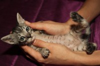 /album/cats/a627235-10150994656861621-1431036444-o-jpg/