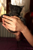 /album/cats/a558885-10150994590086621-1297876307-n-jpg/