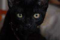 /album/cats/a260016-2160939145749-3203922-n-jpg/