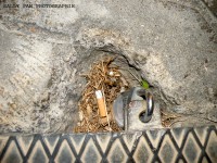 /album/los-candados-de-gabriel/edscf1152-jpg/