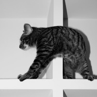 /album/cats/doraimon-jpg/