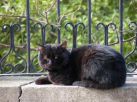 /album/cats/dscf0017-jpg/