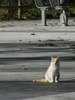 /album/cats/dscf0038-jpg/