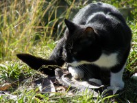 /album/cats/dscf0048-jpg/