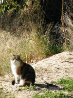 /album/cats/dscf0052-jpg/