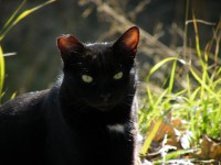 /album/cats/dscf0056-jpg/