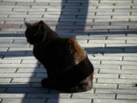 /album/cats/dscf0058-jpg/