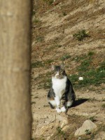 /album/cats/dscf0061-jpg/