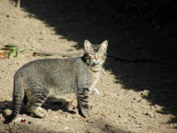 /album/cats/dscf0084-jpg/