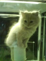 /album/cats/dsc00419-jpg/