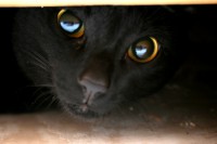 /album/cats/img-7135reto-jpg/