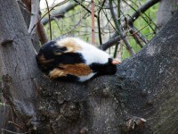 /album/cats/gatosss-jpg/