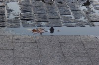 /album/fotogaleria-reflejos/reto-mg-4691-jpg/