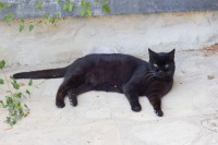 /album/cats/a27072014-mg-0012-elisasantos-jpg/