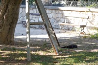 /album/cats/a27072014-mg-0013-elisasantos-jpg/