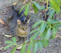 /album/cats/a27072014-mg-0035-elisasantos-jpg/