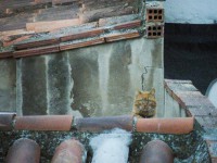 /album/cats/dscf1737-jpg/